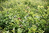  ( - 117_028)  @11 [ ] CreativeCommons-Attribution Non-Commercial Share-Alike (2021) Kostrzyca Forest Gene Bank Kostrzyca Forest Gene Bank