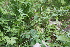  ( - 117_047)  @11 [ ] CreativeCommons-Attribution Non-Commercial Share-Alike (2021) Kostrzyca Forest Gene Bank Kostrzyca Forest Gene Bank