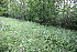  ( - 117_047)  @11 [ ] CreativeCommons-Attribution Non-Commercial Share-Alike (2021) Kostrzyca Forest Gene Bank Kostrzyca Forest Gene Bank