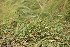  (Carex dacica - 120_002)  @11 [ ] Unspecified (default): All Rights Reserved (2019) Kostrzyca Forest Gene Bank Kostrzyca Forest Gene Bank