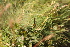  ( - 120_003)  @11 [ ] CreativeCommons-Attribution Non-Commercial Share-Alike (2019) Kostrzyca Forest Gene Bank Kostrzyca Forest Gene Bank