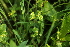  (Tozzia - 122_001)  @11 [ ] CreativeCommons-Attribution Non-Commercial Share-Alike (2019) Kostrzyca Forest Gene Bank Kostrzyca Forest Gene Bank
