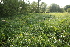  ( - 122_002)  @11 [ ] CreativeCommons-Attribution Non-Commercial Share-Alike (2019) Kostrzyca Forest Gene Bank Kostrzyca Forest Gene Bank