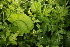  ( - 122_004)  @11 [ ] CreativeCommons-Attribution Non-Commercial Share-Alike (2019) Kostrzyca Forest Gene Bank Kostrzyca Forest Gene Bank