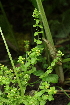  ( - 122_016)  @11 [ ] CreativeCommons-Attribution Non-Commercial Share-Alike (2019) Kostrzyca Forest Gene Bank Kostrzyca Forest Gene Bank