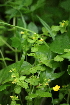  ( - 122_017)  @11 [ ] CreativeCommons-Attribution Non-Commercial Share-Alike (2019) Kostrzyca Forest Gene Bank Kostrzyca Forest Gene Bank