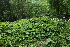  ( - 122_018)  @11 [ ] CreativeCommons-Attribution Non-Commercial Share-Alike (2019) Kostrzyca Forest Gene Bank Kostrzyca Forest Gene Bank