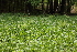  ( - 122_031)  @11 [ ] CreativeCommons-Attribution Non-Commercial Share-Alike (2019) Kostrzyca Forest Gene Bank Kostrzyca Forest Gene Bank