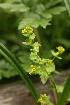  ( - 122_031)  @11 [ ] CreativeCommons-Attribution Non-Commercial Share-Alike (2019) Kostrzyca Forest Gene Bank Kostrzyca Forest Gene Bank