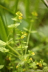  ( - 122_031)  @11 [ ] CreativeCommons-Attribution Non-Commercial Share-Alike (2019) Kostrzyca Forest Gene Bank Kostrzyca Forest Gene Bank