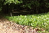 ( - 122_032)  @11 [ ] CreativeCommons-Attribution Non-Commercial Share-Alike (2019) Kostrzyca Forest Gene Bank Kostrzyca Forest Gene Bank