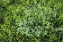  (Lotus germanicus - 123_001)  @11 [ ] CreativeCommons-Attribution Non-Commercial Share-Alike (2019) Kostrzyca Forest Gene Bank Kostrzyca Forest Gene Bank