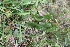  ( - 132_001)  @11 [ ] CreativeCommons-Attribution Non-Commercial Share-Alike (2019) Kostrzyca Forest Gene Bank Kostrzyca Forest Gene Bank