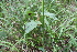  ( - 132_002)  @11 [ ] CreativeCommons-Attribution Non-Commercial Share-Alike (2019) Kostrzyca Forest Gene Bank Kostrzyca Forest Gene Bank