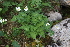  ( - 134_002)  @11 [ ] CreativeCommons-Attribution Non-Commercial Share-Alike (2019) Kostrzyca Forest Gene Bank Kostrzyca Forest Gene Bank