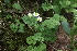  ( - 134_003)  @11 [ ] CreativeCommons-Attribution Non-Commercial Share-Alike (2019) Kostrzyca Forest Gene Bank Kostrzyca Forest Gene Bank