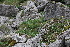  ( - 134_003)  @11 [ ] CreativeCommons-Attribution Non-Commercial Share-Alike (2019) Kostrzyca Forest Gene Bank Kostrzyca Forest Gene Bank
