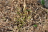 ( - 135_001)  @11 [ ] CreativeCommons-Attribution Non-Commercial Share-Alike (2019) Kostrzyca Forest Gene Bank Kostrzyca Forest Gene Bank