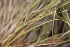  (Carex secalina - 135_001)  @11 [ ] CreativeCommons-Attribution Non-Commercial Share-Alike (2019) Kostrzyca Forest Gene Bank Kostrzyca Forest Gene Bank