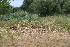  ( - 135_002)  @11 [ ] CreativeCommons-Attribution Non-Commercial Share-Alike (2019) Kostrzyca Forest Gene Bank Kostrzyca Forest Gene Bank