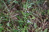  ( - 142_001)  @11 [ ] CreativeCommons-Attribution Non-Commercial Share-Alike (2019) Kostrzyca Forest Gene Bank Kostrzyca Forest Gene Bank