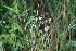  ( - 142_002)  @11 [ ] CreativeCommons-Attribution Non-Commercial Share-Alike (2019) Kostrzyca Forest Gene Bank Kostrzyca Forest Gene Bank