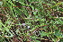  ( - 142_003)  @11 [ ] CreativeCommons-Attribution Non-Commercial Share-Alike (2019) Kostrzyca Forest Gene Bank Kostrzyca Forest Gene Bank