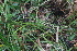  ( - 142_003)  @11 [ ] CreativeCommons-Attribution Non-Commercial Share-Alike (2019) Kostrzyca Forest Gene Bank Kostrzyca Forest Gene Bank