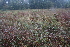  ( - 142_017)  @11 [ ] CreativeCommons-Attribution Non-Commercial Share-Alike (2019) Kostrzyca Forest Gene Bank Kostrzyca Forest Gene Bank