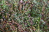  ( - 142_018)  @11 [ ] CreativeCommons-Attribution Non-Commercial Share-Alike (2019) Kostrzyca Forest Gene Bank Kostrzyca Forest Gene Bank