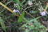  ( - 142_032)  @11 [ ] CreativeCommons-Attribution Non-Commercial Share-Alike (2019) Kostrzyca Forest Gene Bank Kostrzyca Forest Gene Bank