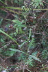  ( - 142_033)  @11 [ ] CreativeCommons-Attribution Non-Commercial Share-Alike (2019) Kostrzyca Forest Gene Bank Kostrzyca Forest Gene Bank