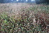  ( - 142_033)  @11 [ ] CreativeCommons-Attribution Non-Commercial Share-Alike (2019) Kostrzyca Forest Gene Bank Kostrzyca Forest Gene Bank