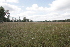  ( - 142_046)  @11 [ ] CreativeCommons-Attribution Non-Commercial Share-Alike (2021) Kostrzyca Forest Gene Bank Kostrzyca Forest Gene Bank