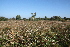  ( - 142_067)  @11 [ ] CreativeCommons-Attribution Non-Commercial Share-Alike (2021) Kostrzyca Forest Gene Bank Kostrzyca Forest Gene Bank