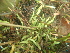  ( - 143_031)  @11 [ ] CreativeCommons-Attribution Non-Commercial Share-Alike (2020) Kostrzyca Forest Gene Bank Kostrzyca Forest Gene Bank