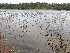  ( - 143_031)  @11 [ ] CreativeCommons-Attribution Non-Commercial Share-Alike (2020) Kostrzyca Forest Gene Bank Kostrzyca Forest Gene Bank