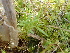  ( - 144_016)  @11 [ ] CreativeCommons-Attribution Non-Commercial Share-Alike (2020) Kostrzyca Forest Gene Bank Kostrzyca Forest Gene Bank