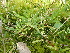  ( - 144_017)  @11 [ ] CreativeCommons-Attribution Non-Commercial Share-Alike (2020) Kostrzyca Forest Gene Bank Kostrzyca Forest Gene Bank
