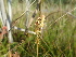  ( - 144_017)  @11 [ ] CreativeCommons-Attribution Non-Commercial Share-Alike (2020) Kostrzyca Forest Gene Bank Kostrzyca Forest Gene Bank