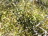  ( - 144_017)  @11 [ ] CreativeCommons-Attribution Non-Commercial Share-Alike (2020) Kostrzyca Forest Gene Bank Kostrzyca Forest Gene Bank