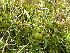  ( - 144_018)  @11 [ ] CreativeCommons-Attribution Non-Commercial Share-Alike (2020) Kostrzyca Forest Gene Bank Kostrzyca Forest Gene Bank