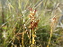  ( - 144_018)  @11 [ ] CreativeCommons-Attribution Non-Commercial Share-Alike (2020) Kostrzyca Forest Gene Bank Kostrzyca Forest Gene Bank
