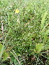  ( - 144_037)  @11 [ ] CreativeCommons-Attribution Non-Commercial Share-Alike (2020) Kostrzyca Forest Gene Bank Kostrzyca Forest Gene Bank
