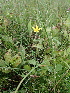  ( - 144_038)  @11 [ ] CreativeCommons-Attribution Non-Commercial Share-Alike (2020) Kostrzyca Forest Gene Bank Kostrzyca Forest Gene Bank