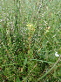  ( - 144_038)  @11 [ ] CreativeCommons-Attribution Non-Commercial Share-Alike (2020) Kostrzyca Forest Gene Bank Kostrzyca Forest Gene Bank