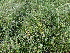  ( - 144_057)  @11 [ ] CreativeCommons-Attribution Non-Commercial Share-Alike (2020) Kostrzyca Forest Gene Bank Kostrzyca Forest Gene Bank