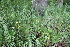 ( - 152_002)  @11 [ ] CreativeCommons-Attribution Non-Commercial Share-Alike (2020) Kostrzyca Forest Gene Bank Kostrzyca Forest Gene Bank
