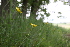  ( - 152_003)  @11 [ ] CreativeCommons-Attribution Non-Commercial Share-Alike (2020) Kostrzyca Forest Gene Bank Kostrzyca Forest Gene Bank