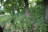  ( - 152_003)  @11 [ ] CreativeCommons-Attribution Non-Commercial Share-Alike (2020) Kostrzyca Forest Gene Bank Kostrzyca Forest Gene Bank